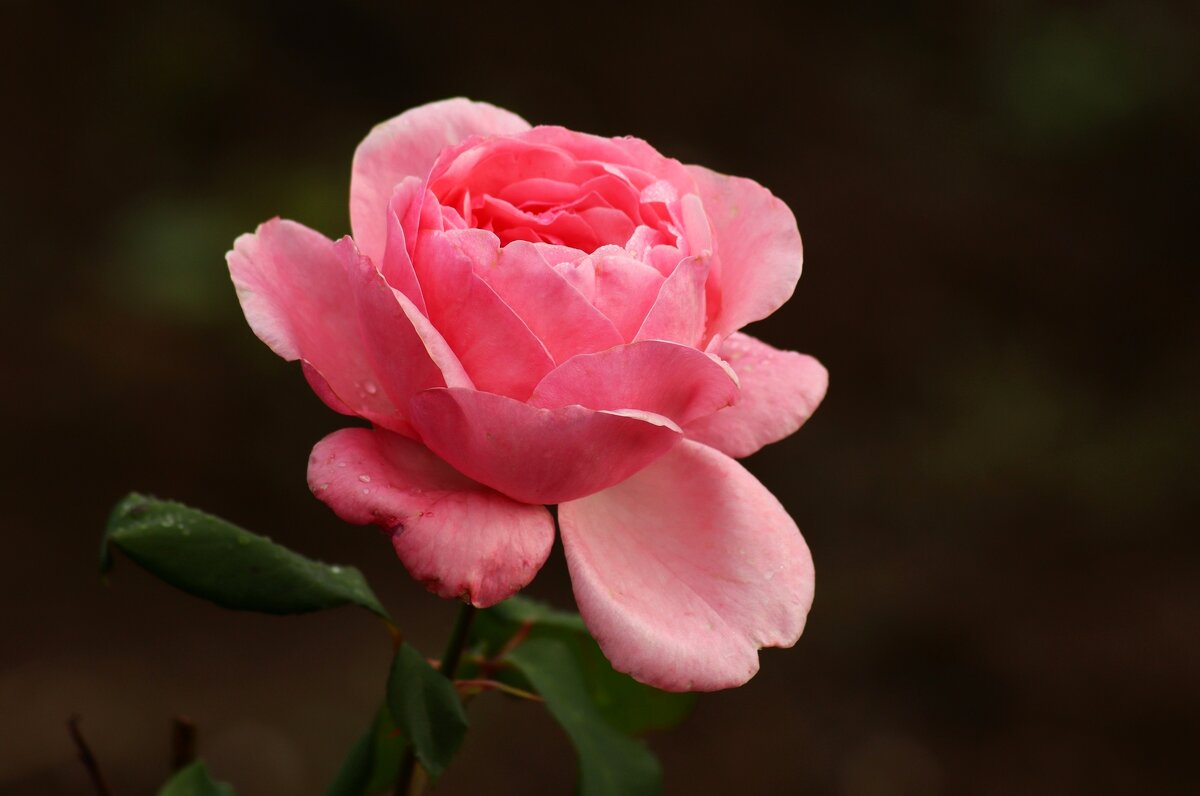 Розы сентября - Юрий. Шмаков