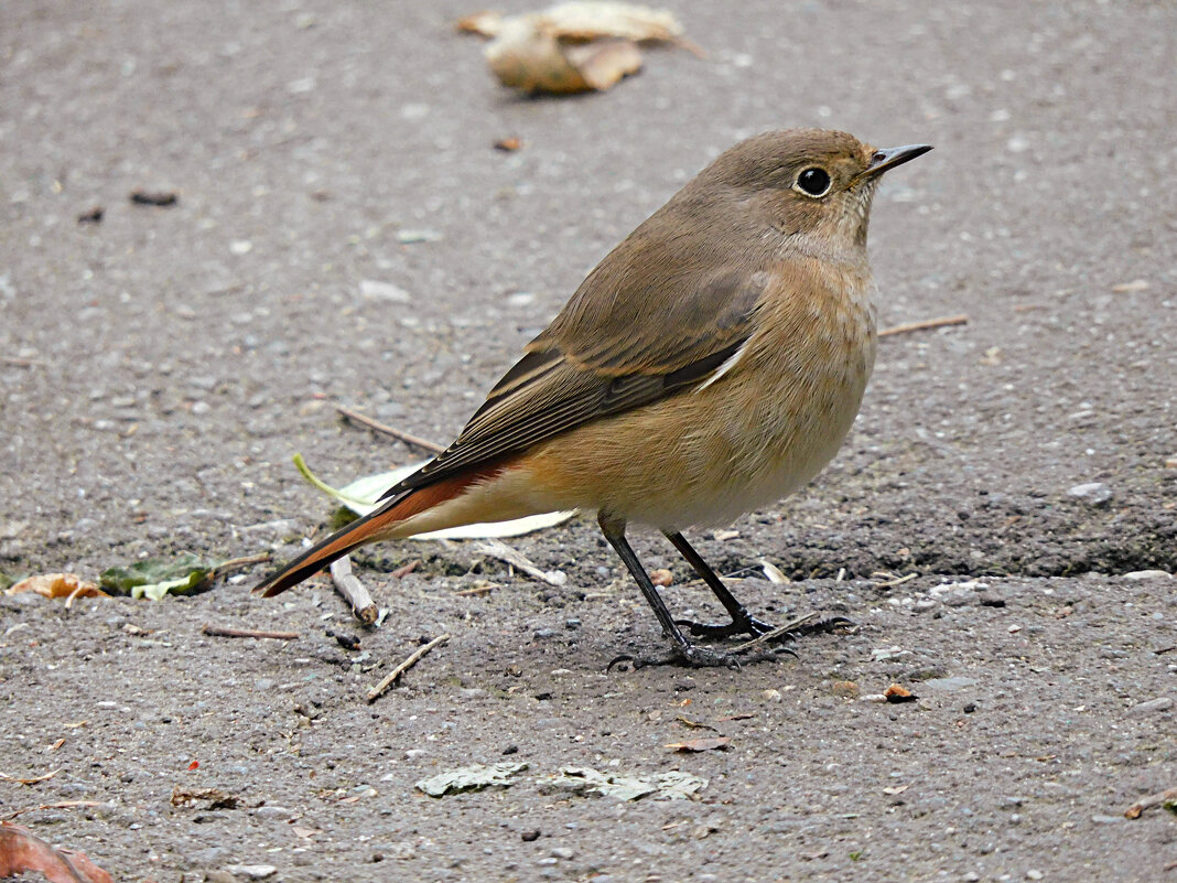 Горихвостка - Лина 