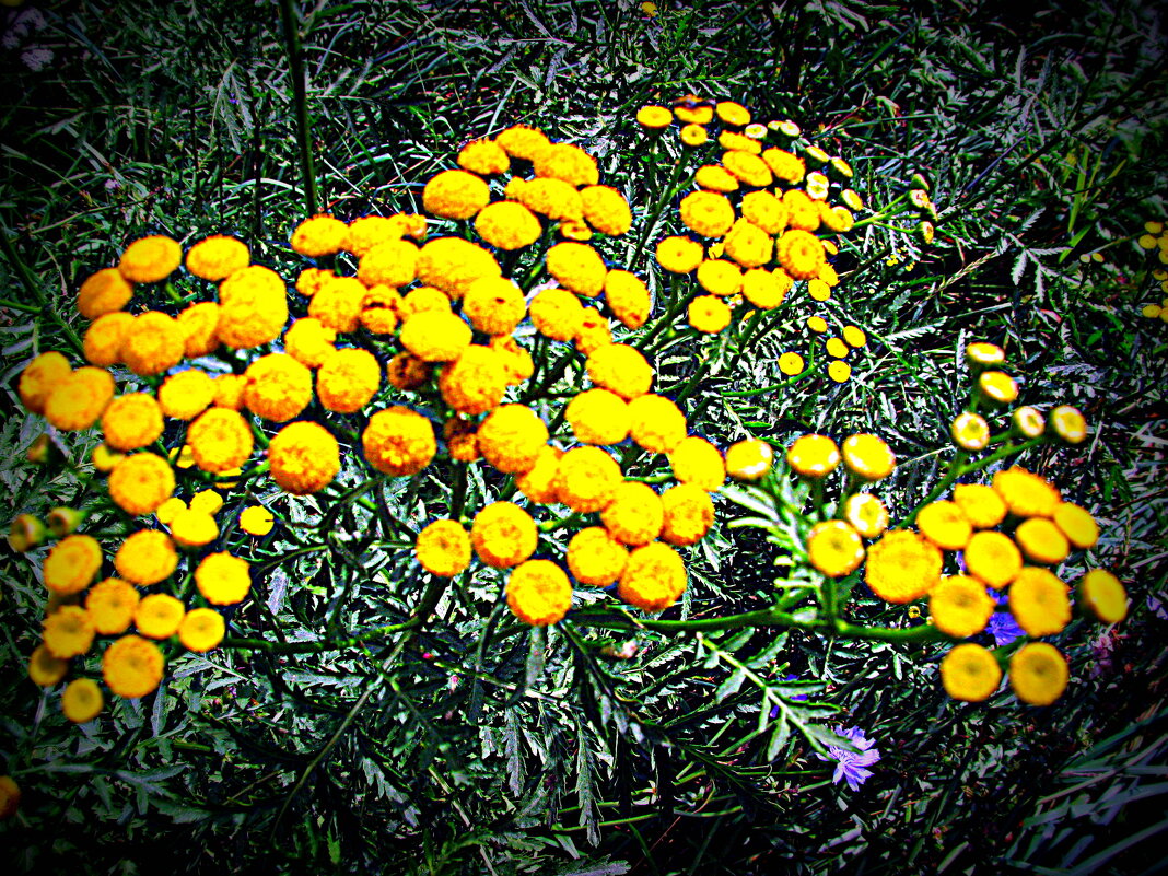 Цветы. - Владимир Драгунский Цветы. - Владимир Драгунский