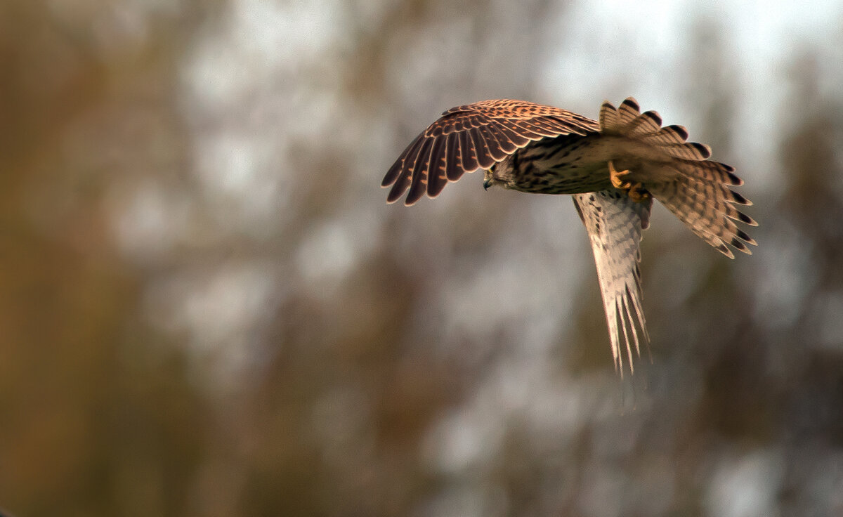 Пустельга. - Владимир Безбородов