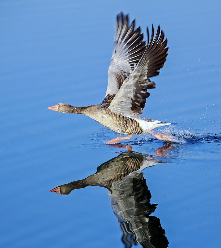 бегущий - Андроник Александр 