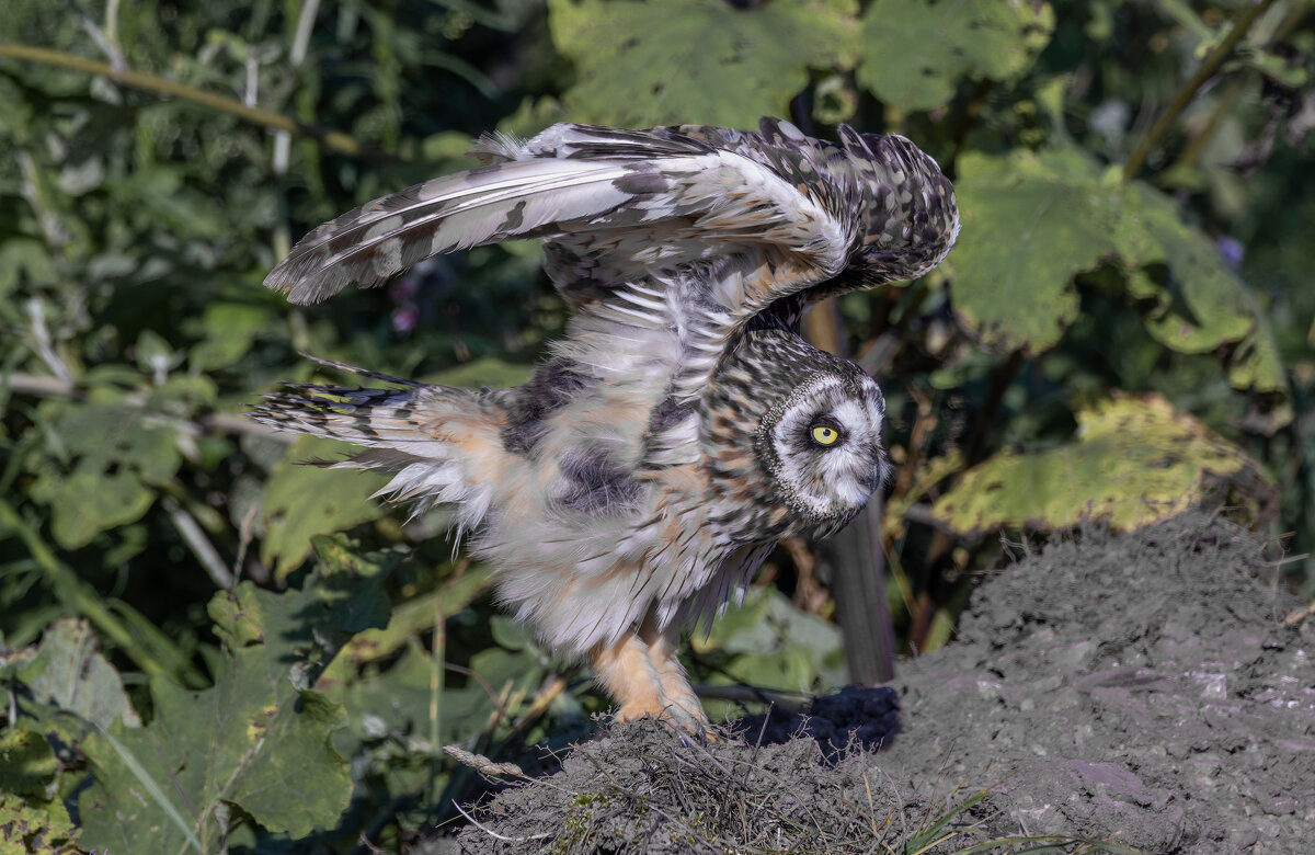 сова болотная - юрий макаров сова болотная - юрий макаров