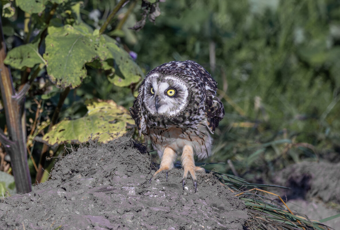 сова болотная - юрий макаров