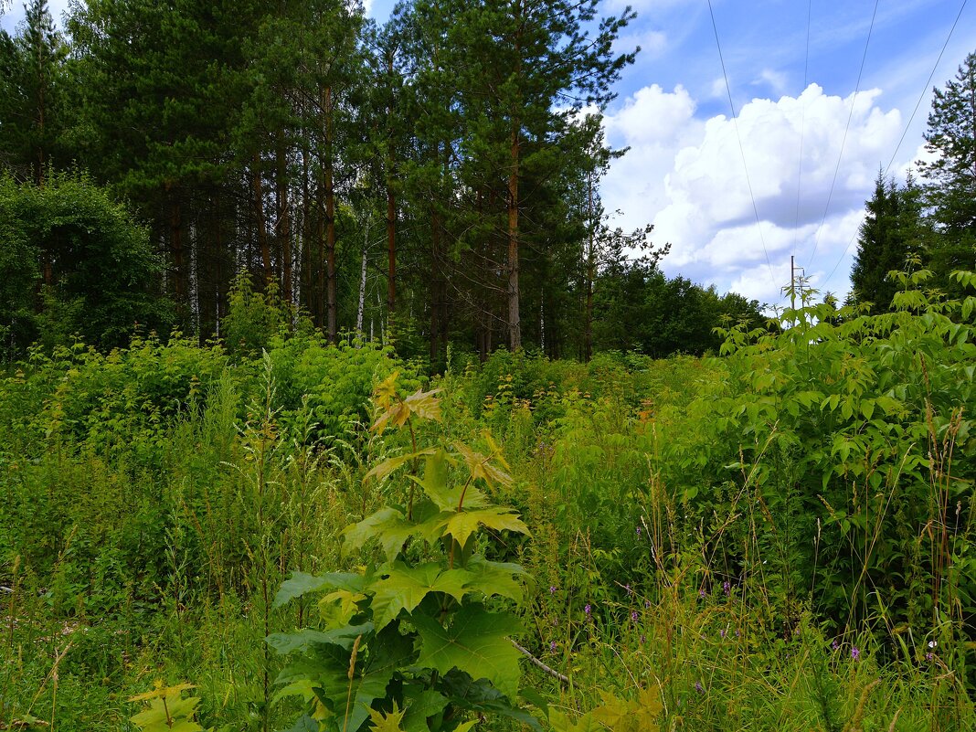 Чебоксары. Просека Ботанического сада летом. - Пётр Чернега
