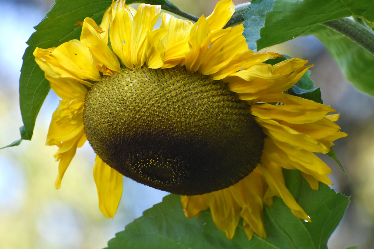 Москва. Сентябрь в Ботаническом... - Наташа ***** Москва. Сентябрь в Ботаническом... - Наташа *****