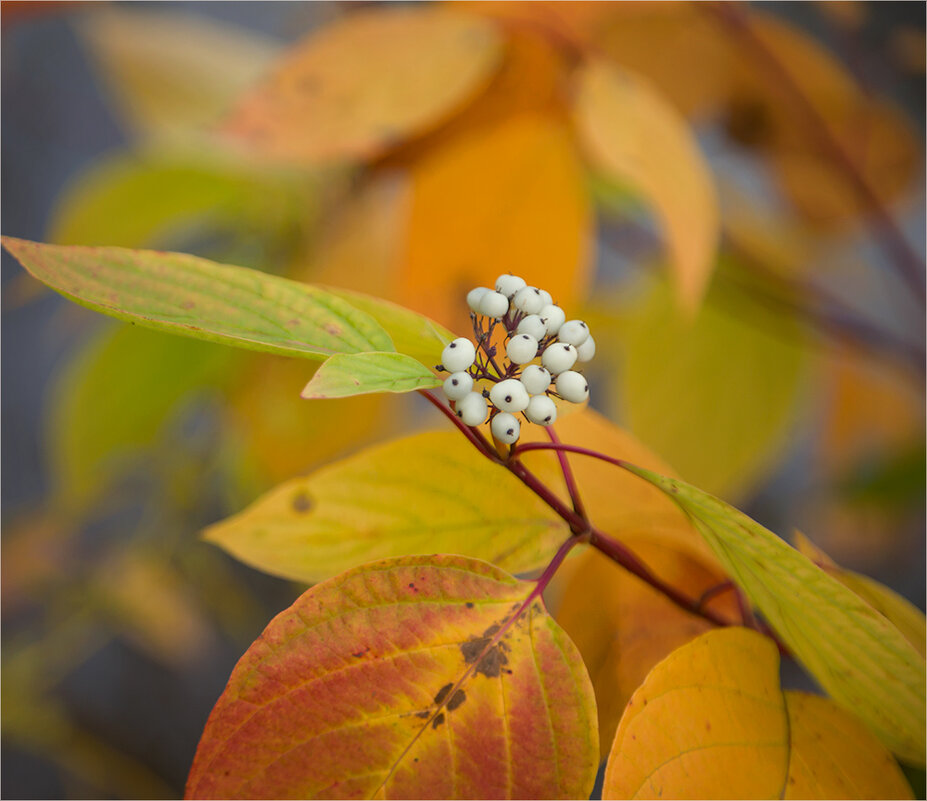 Осени плоды - Ирина С