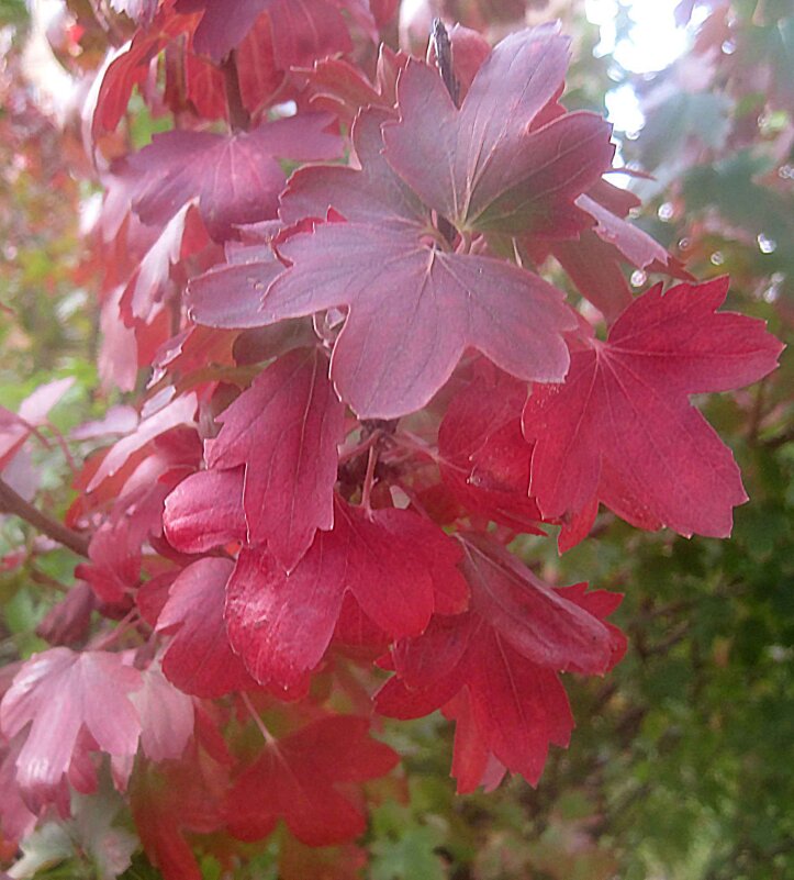 Осенние краски - Елена Семигина