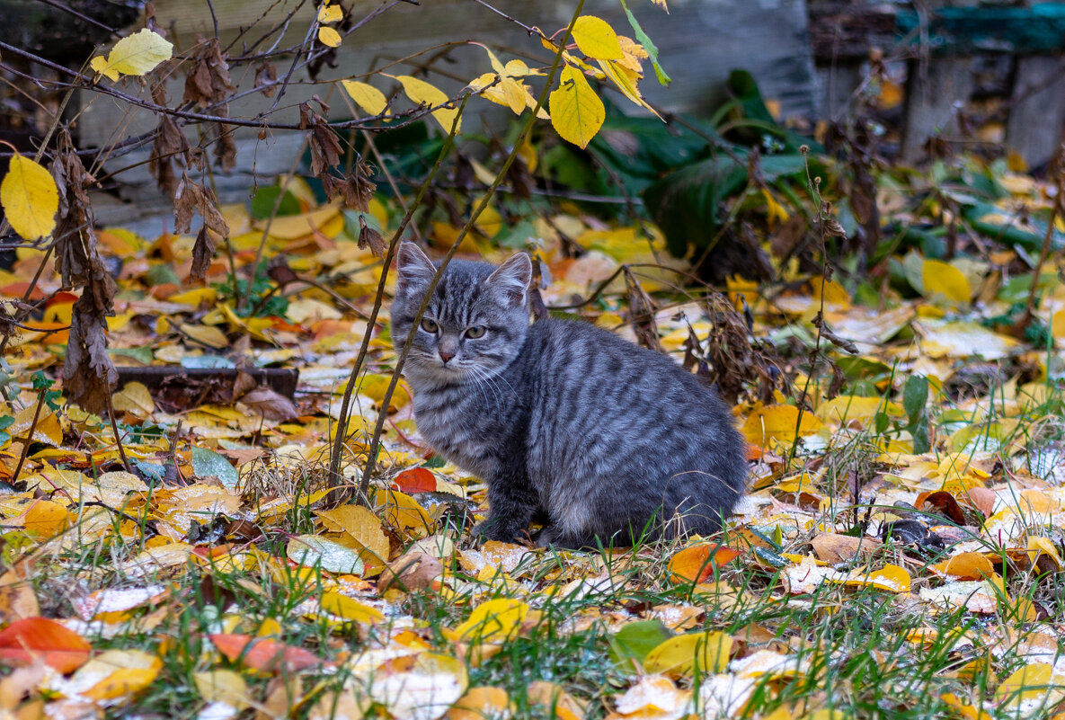 Маленький и серьезный - Владимир Иванович