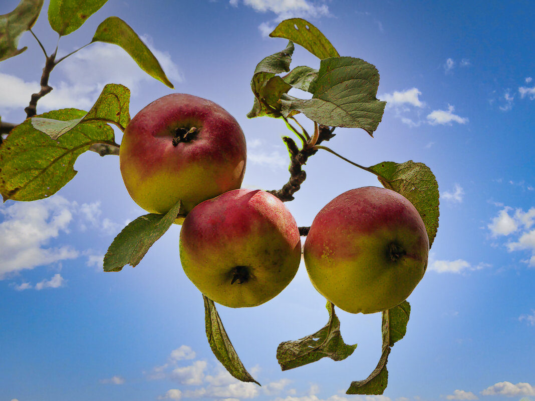 Яблоня сорта Жигулёвское. - Aleksey Afonin