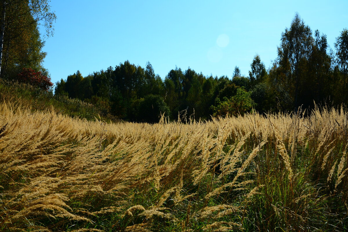 Контрасты осени. - Михаил Колосов 