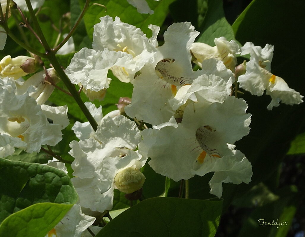 Катальпа - Freddy 97