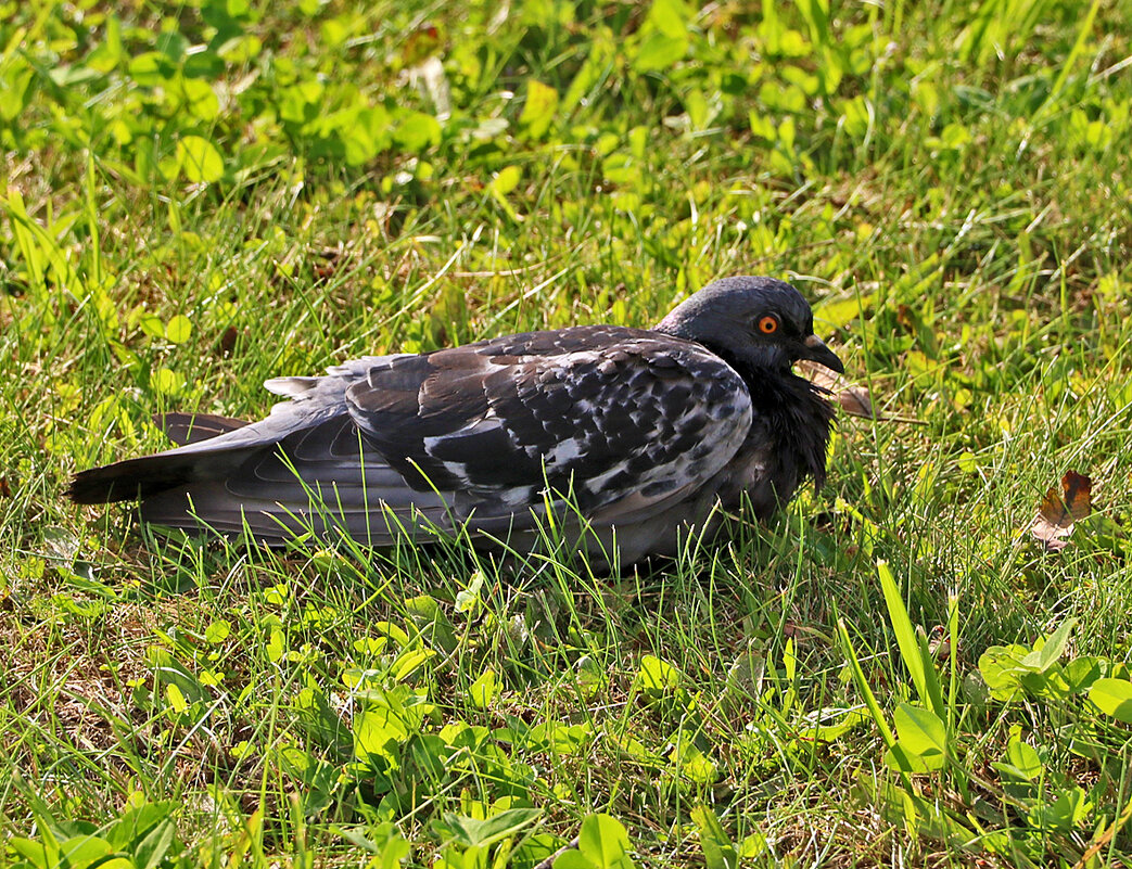 Устал после купания, прилёг отдохнуть - Светлана 