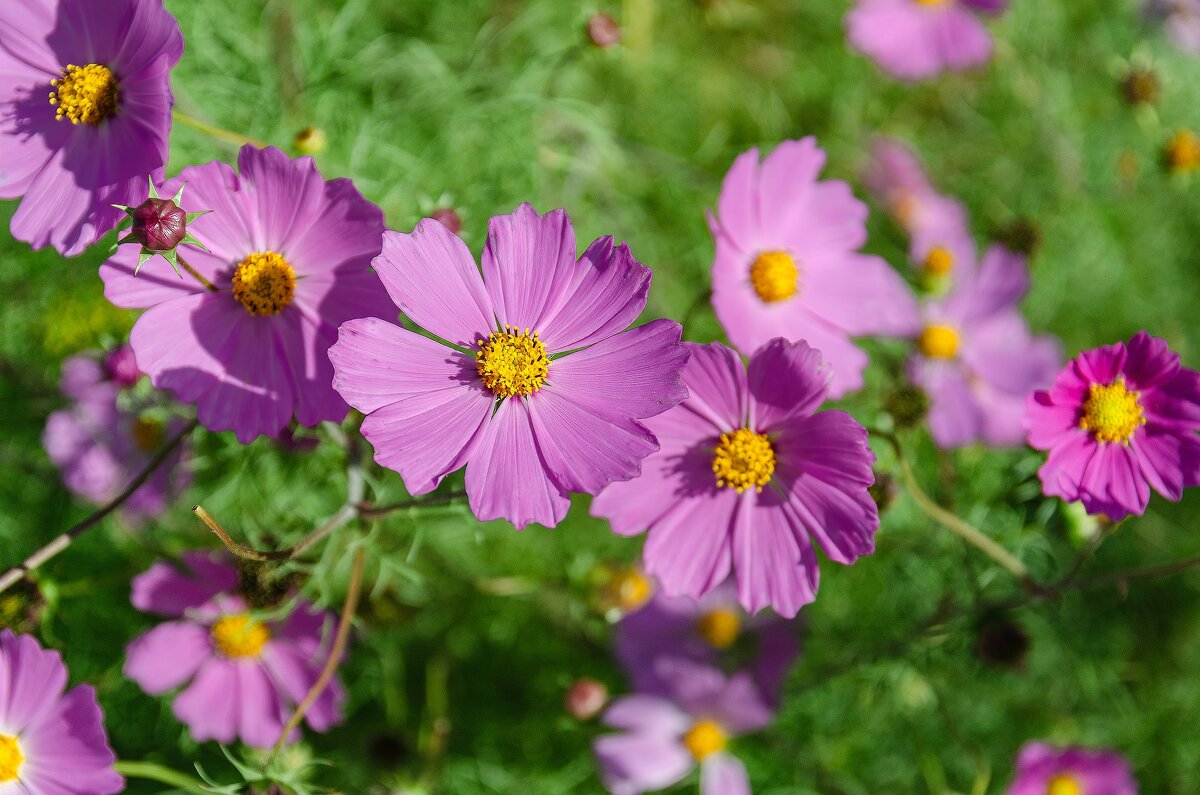 *** - Виктор Иванович Чернюк