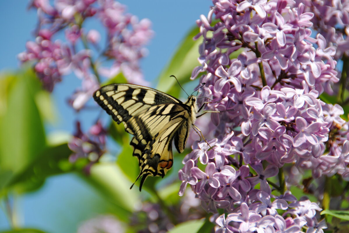 Махаон - lyudmila Курлова