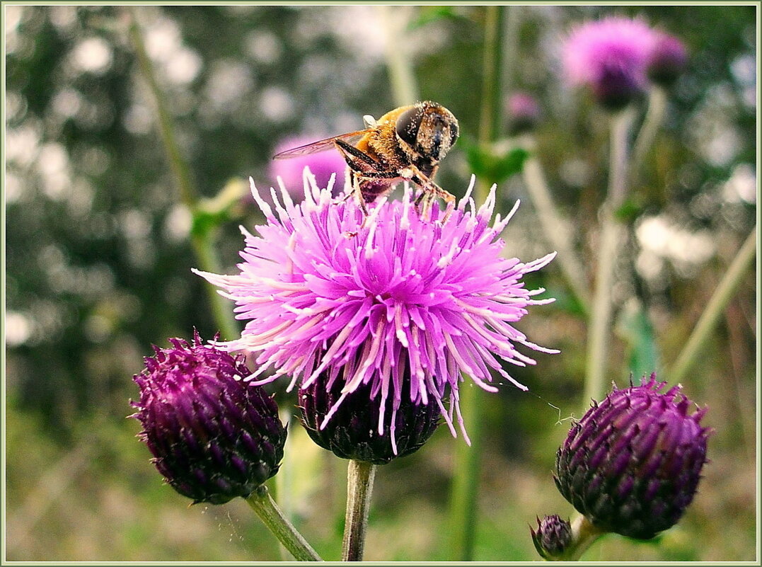 Журчалка на цветке. - Лия ☼