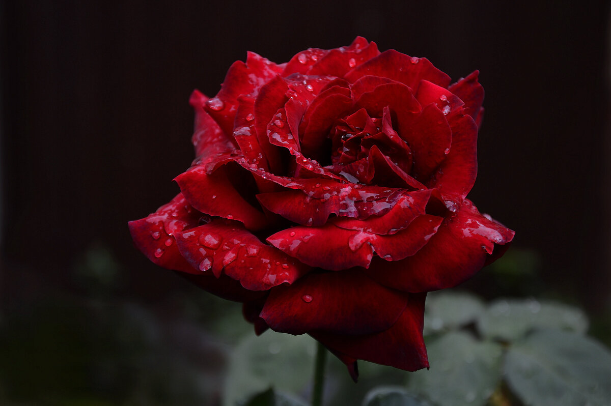 На лепестках душистой розы сверкают капельки дождя... - Надежда Куркина 