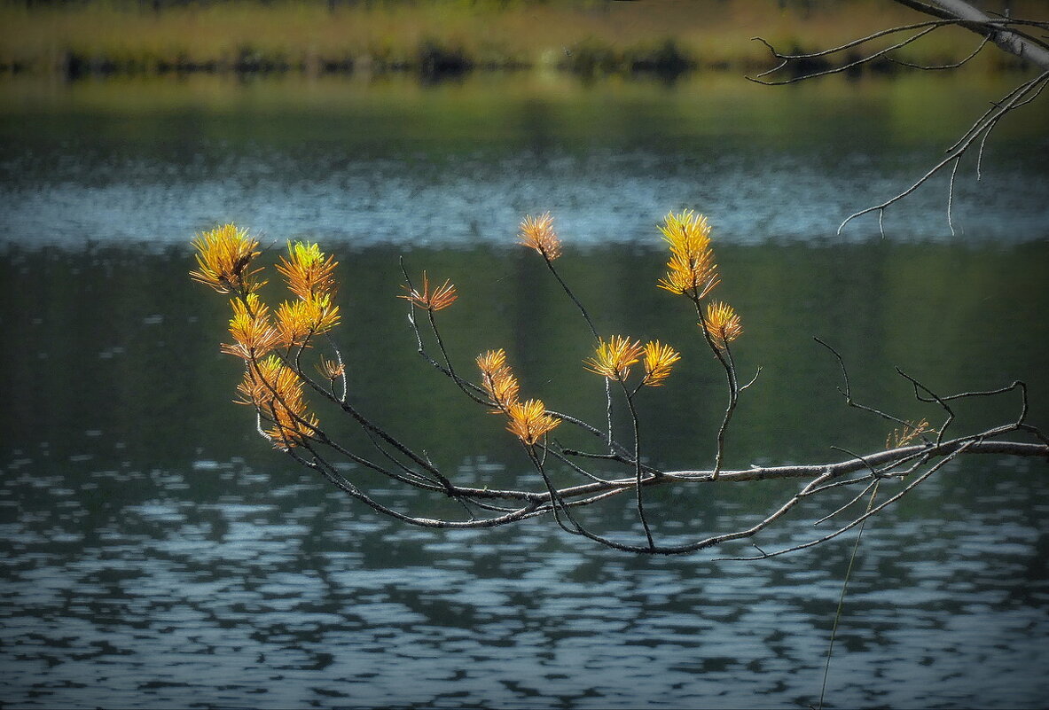 На оз. Плавучее... - Владимир Шошин