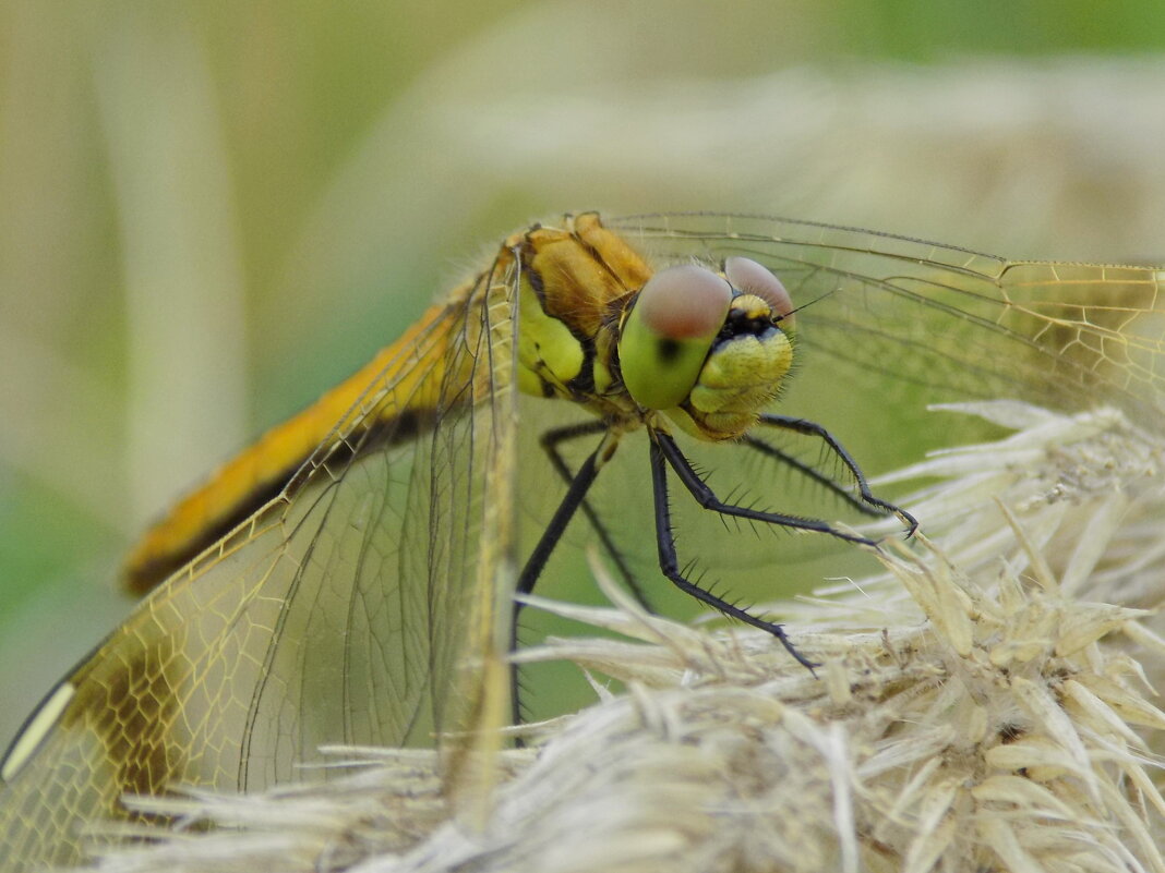 Осенняя зарисовка... - Константин Штарк