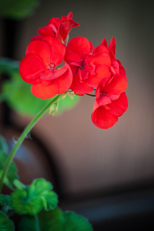 Красавица пеларгонтя - yav 110455