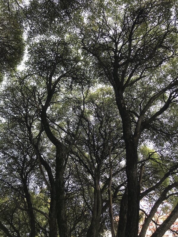 Кружева) - Любовь 