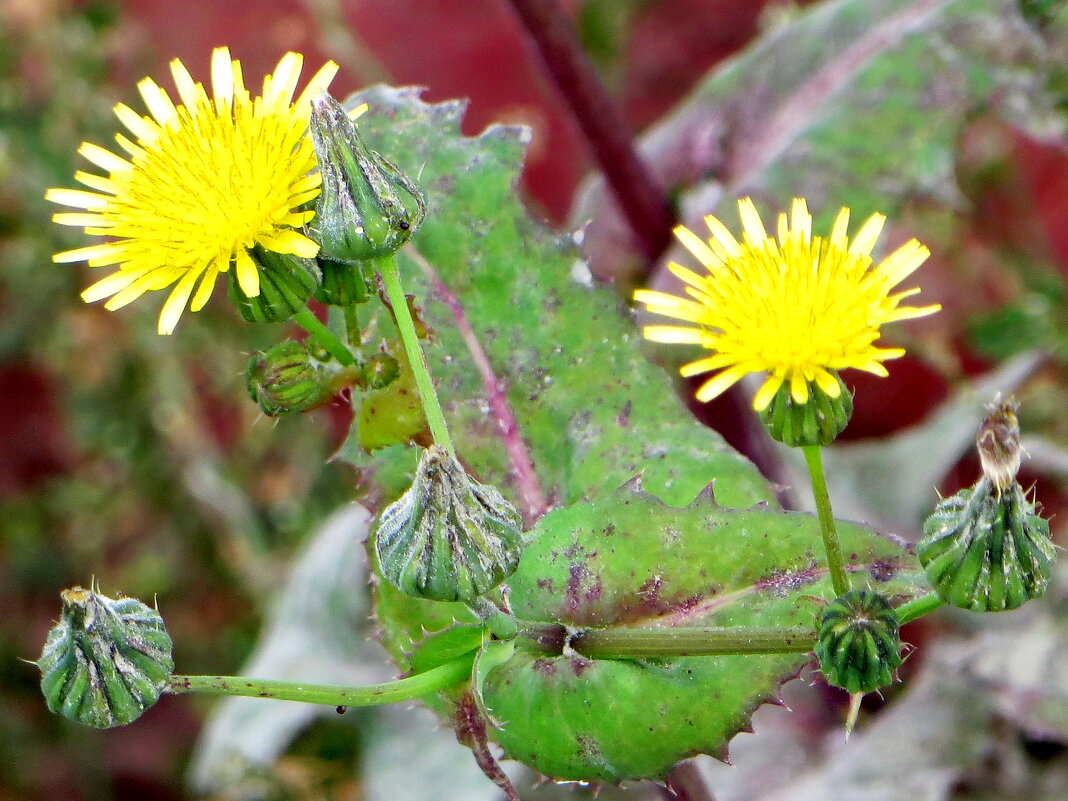 Осенние цветы - Александр Чеботарь