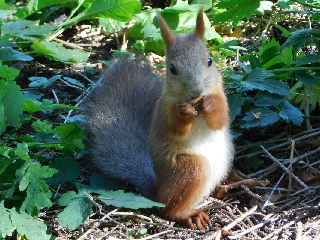 Белочка в парке - Наиля Белочка в парке - Наиля
