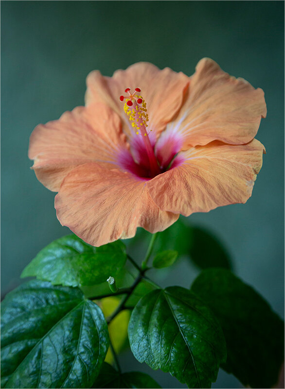 гибискус - Ирина С