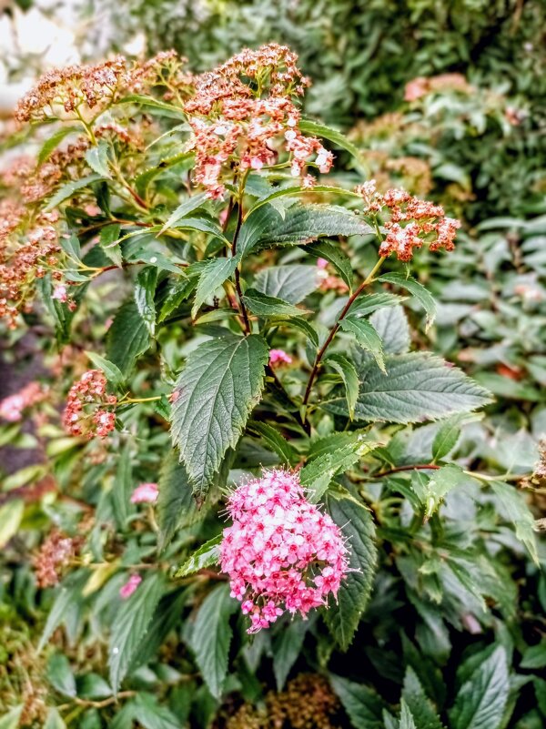 Спирея - Veera V Спирея - Veera V