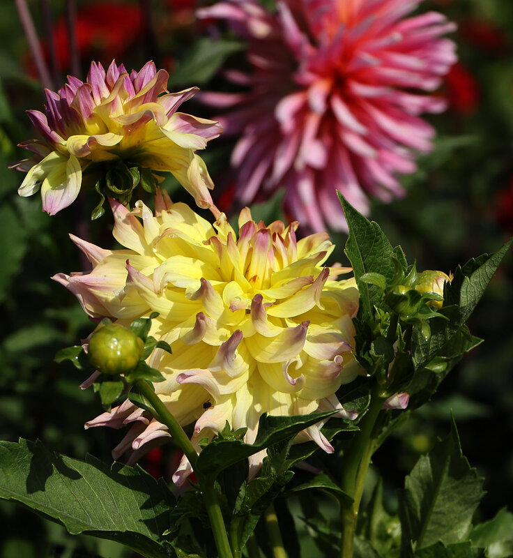 Георгина - Анатолий Шумилин