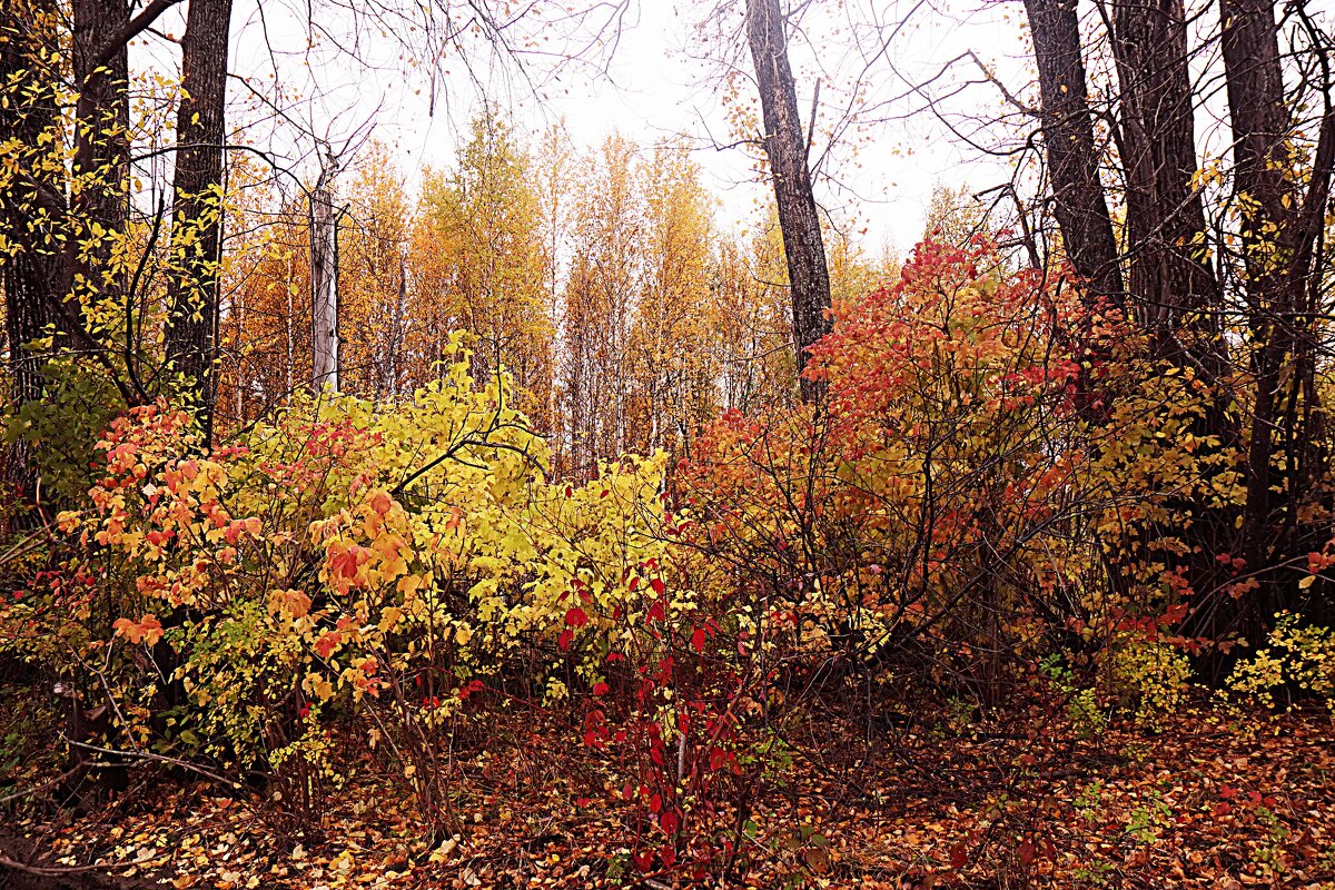 Сентябрь....Разноцветный наряд осени на берегу Оби. - Владимир 