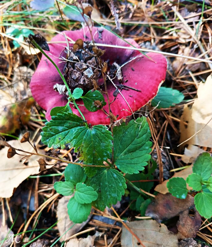 Натюрморт от природы - Любовь Сахарова