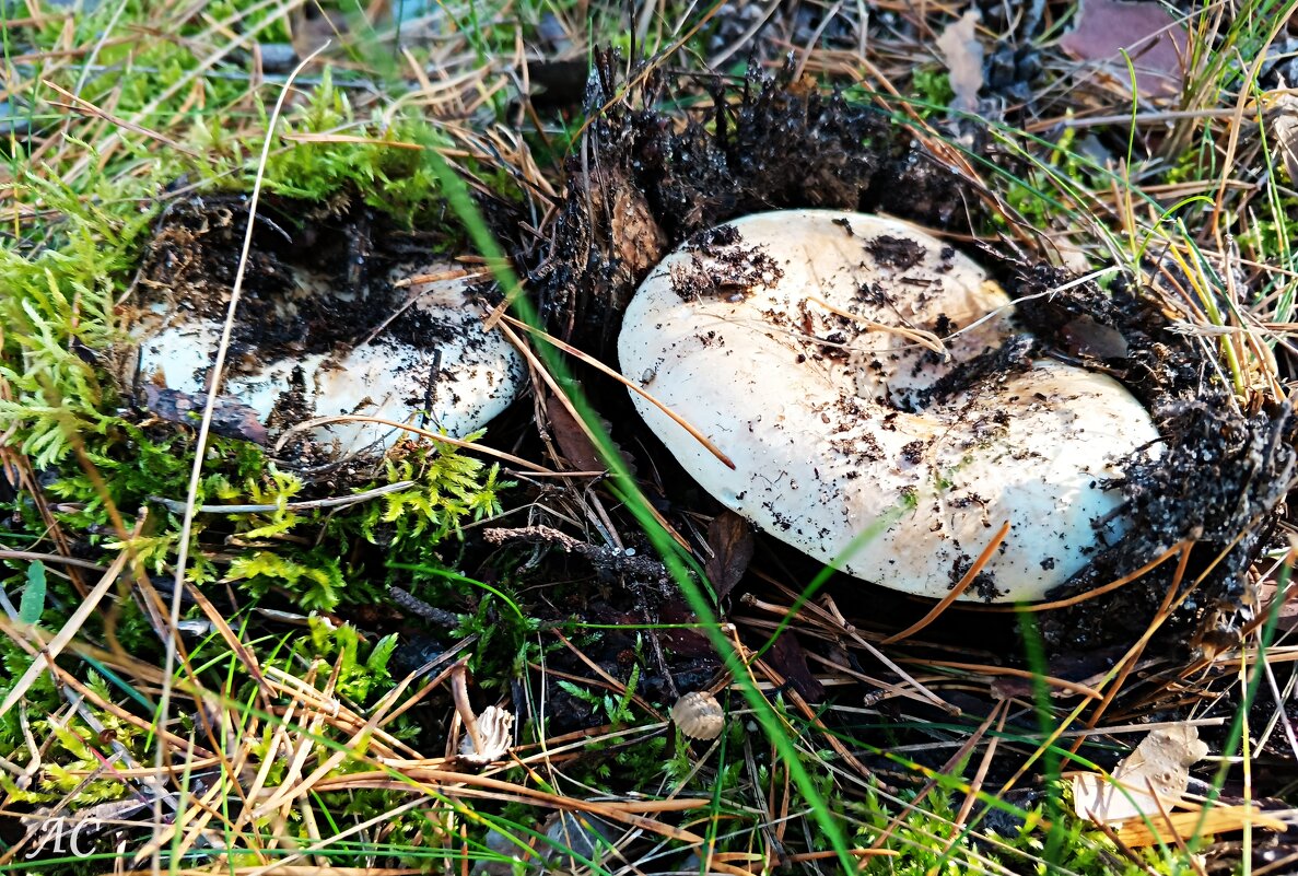 Подгруздок белый - Любовь Сахарова