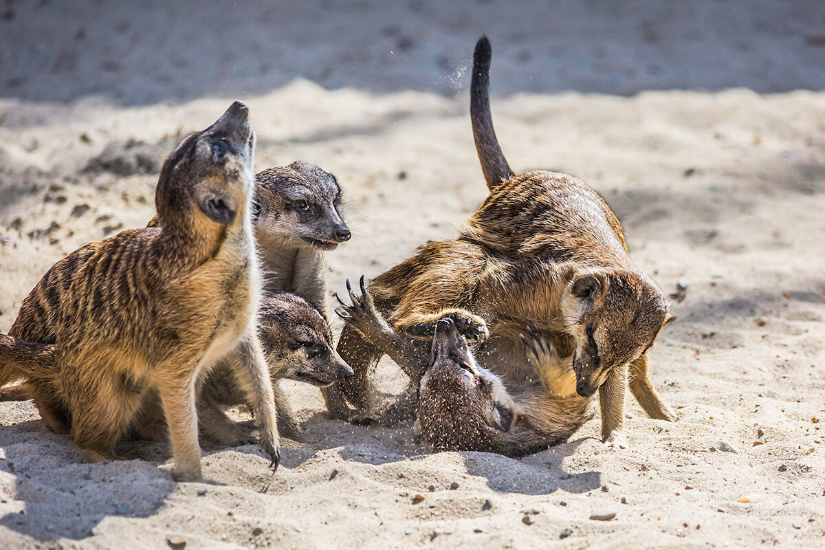 Сурикаты - SanSan 