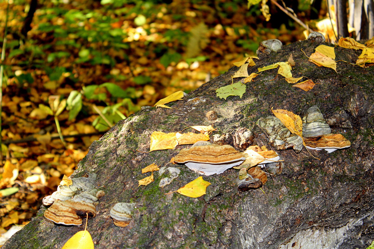 Грибное место - Татьяна Лютаева