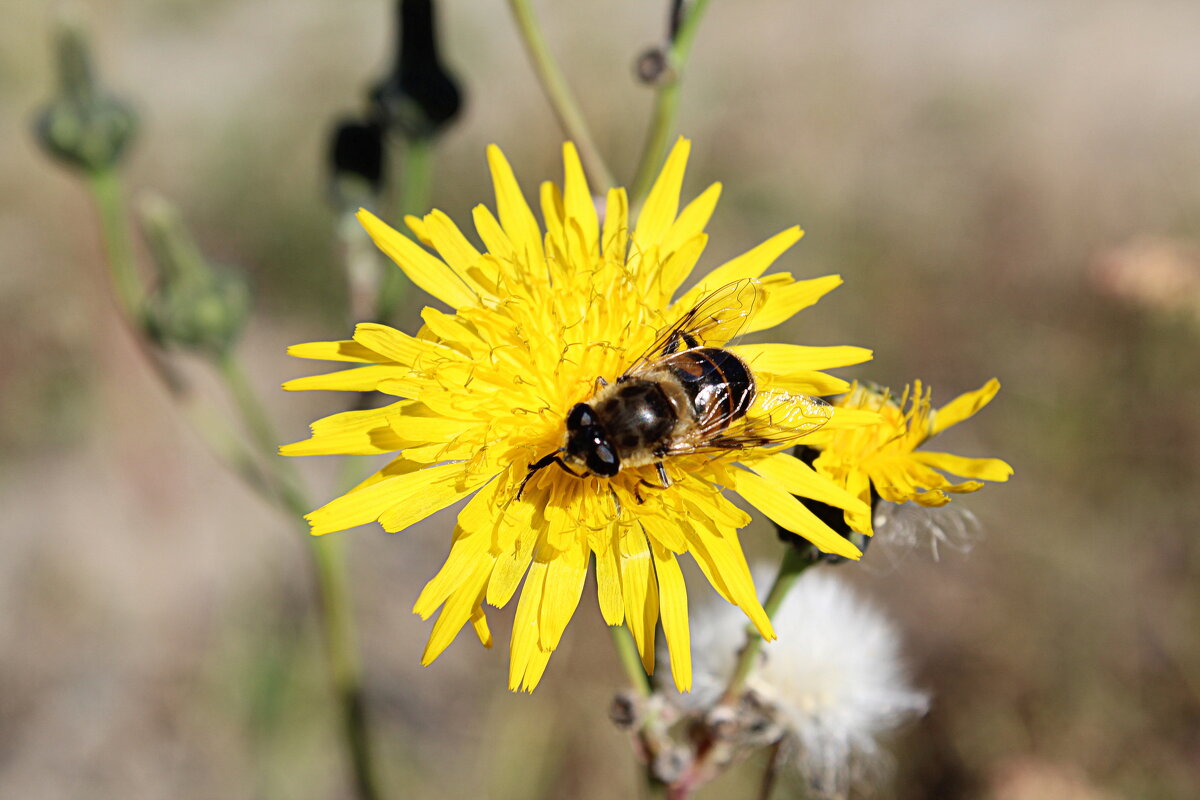 Муха осенняя - Татьяна Лютаева Муха осенняя - Татьяна Лютаева