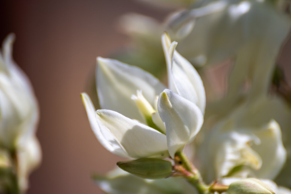 Юкка - Игорь Сикорский