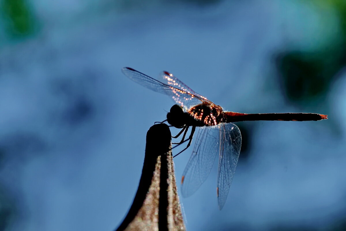 *** - Николай Саржанов