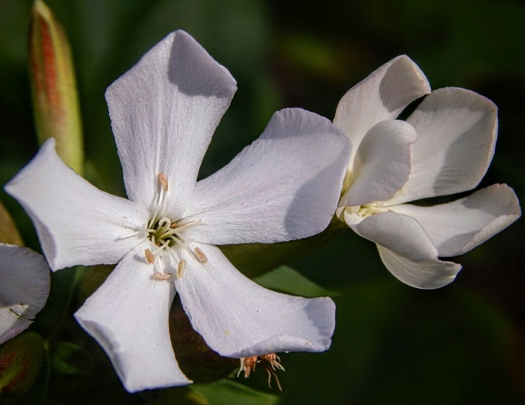 Белоснежные, очень нежные! - Елена Хайдукова ( Elena Fly ) Белоснежные, очень нежные! - Елена Хайдукова ( Elena Fly )
