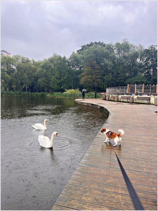 Дождливый день. Яша и лебеди. - Валерия Комова