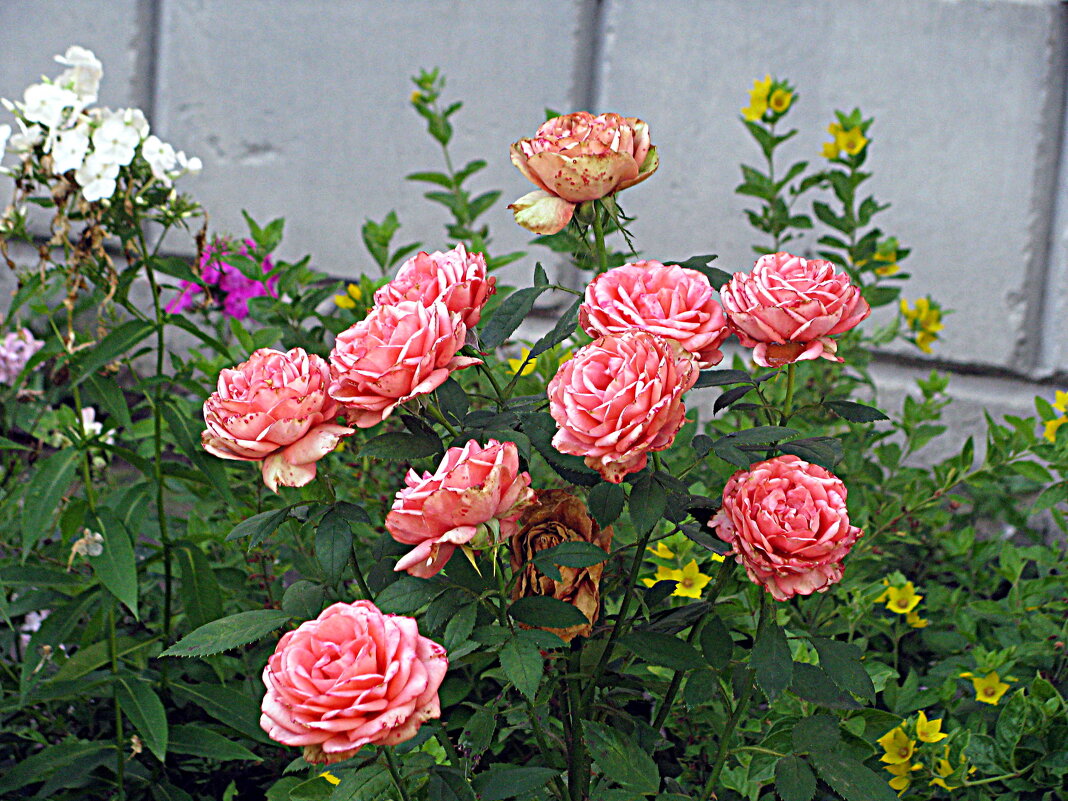 Цветы. - Владимир Драгунский Цветы. - Владимир Драгунский