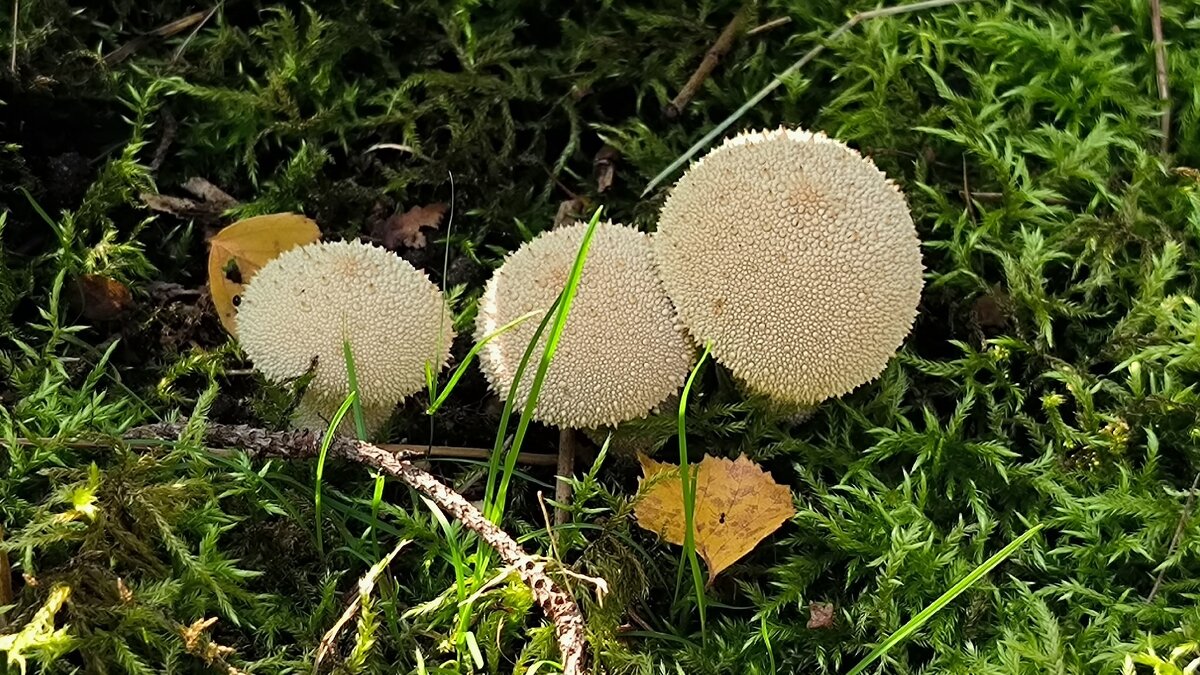 Трио. - Ольга 