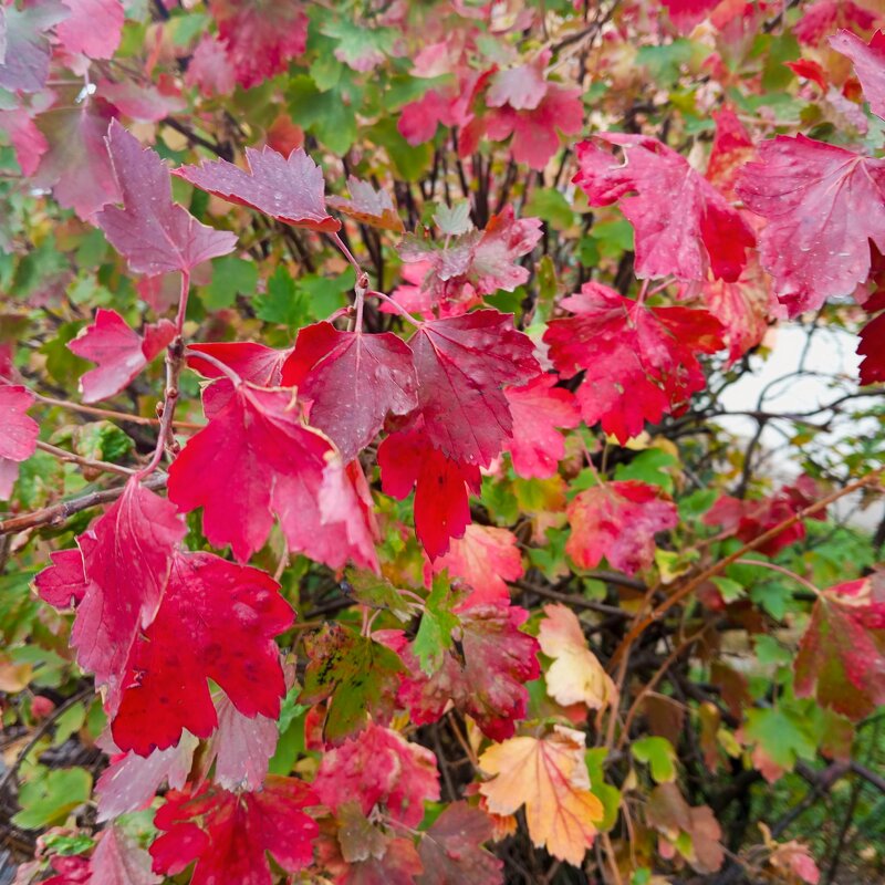 Краски осени - Елена Семигина