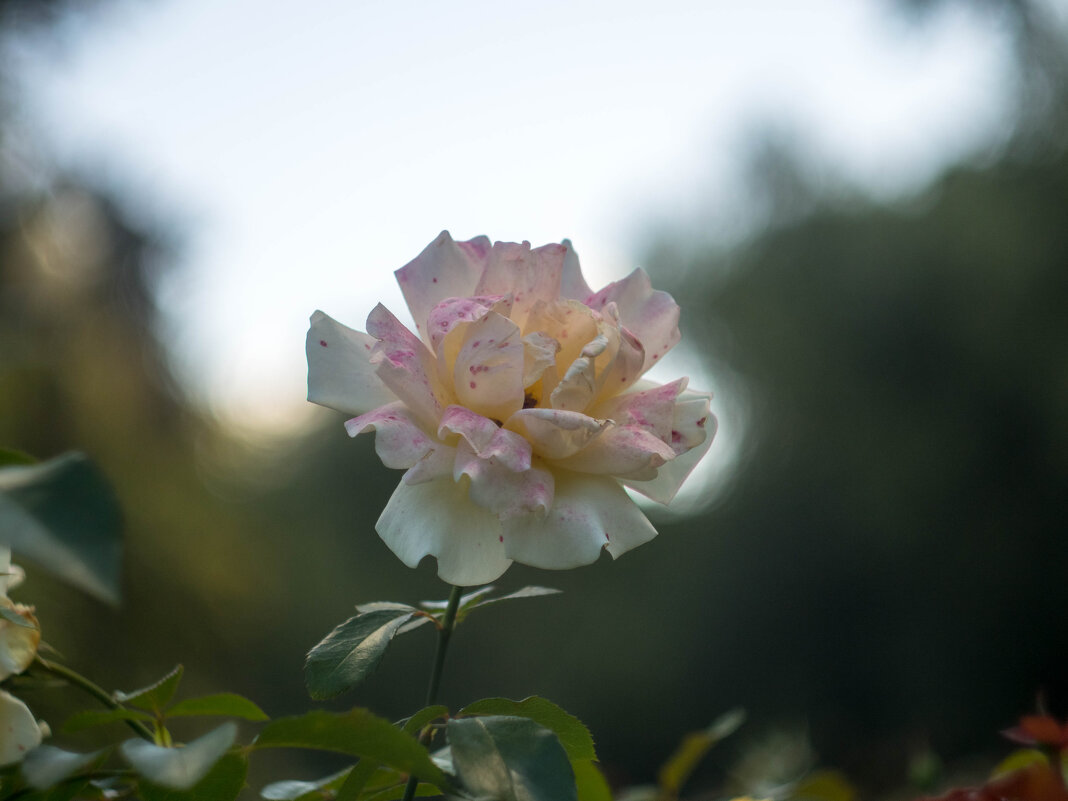 ___ - Yuriy V ___ - Yuriy V