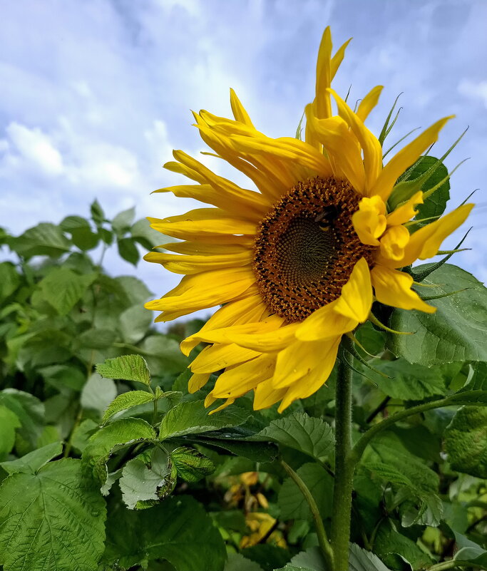 Просто  лето... - Сергей Клапишевский
