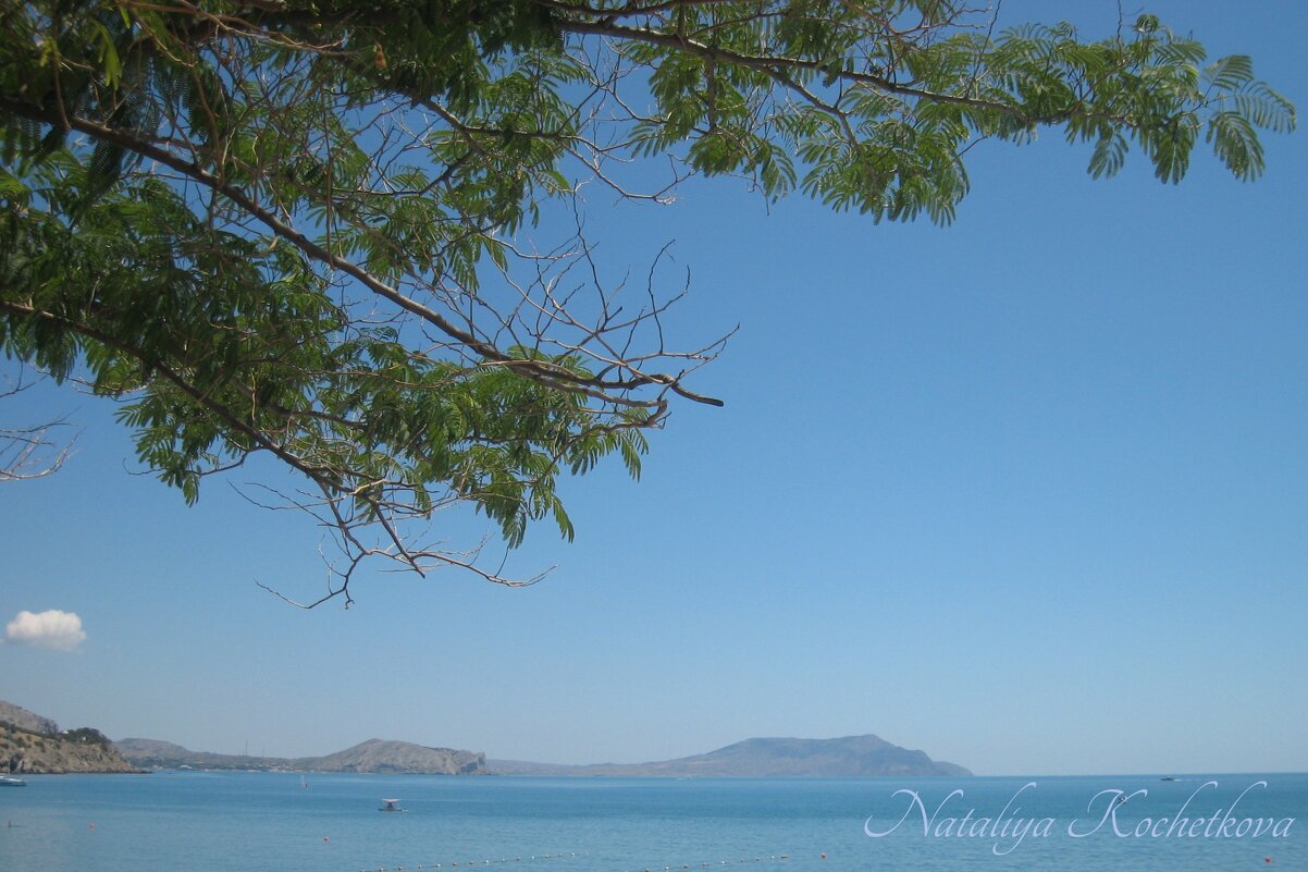 Природа Крыма - Amazing Cosmea