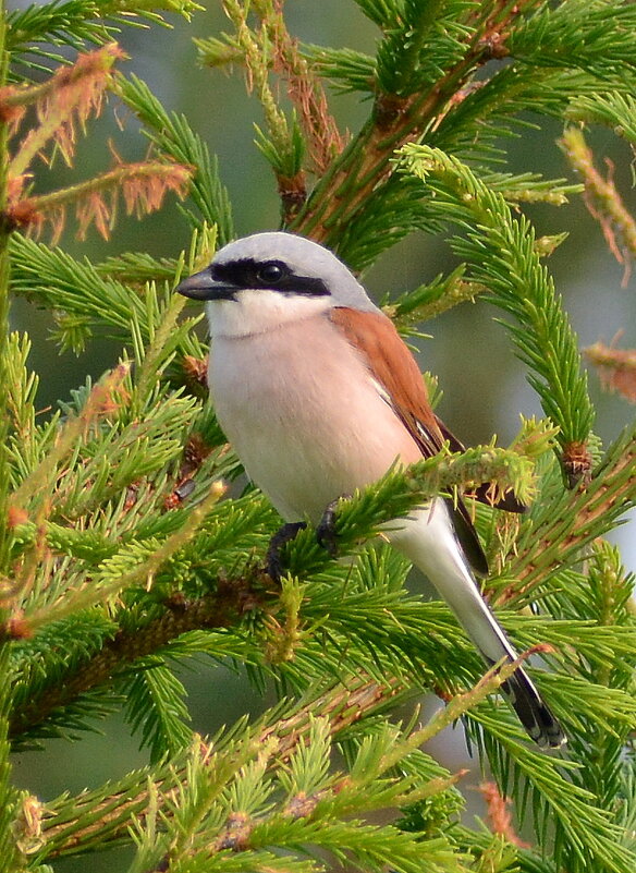 Жулан сорокопут - Владислав Иопек