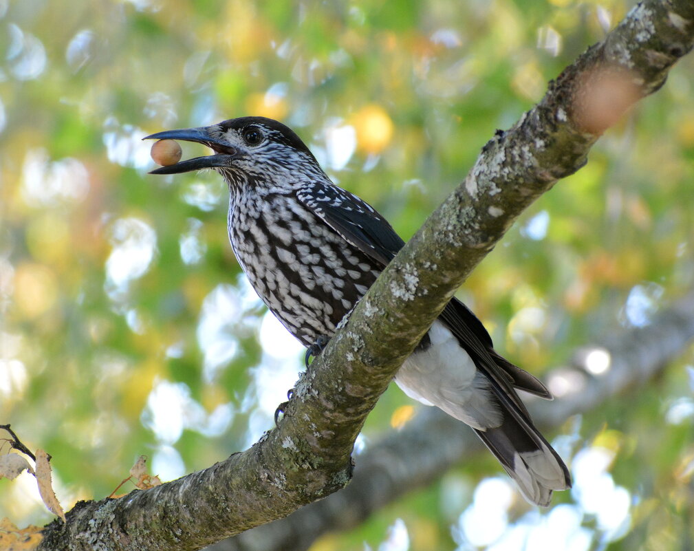 Кедровка - Владислав Иопек