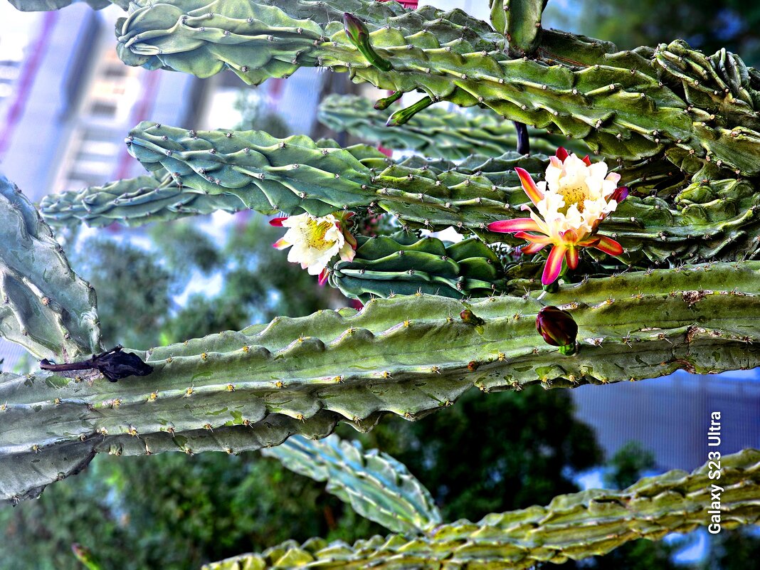 древесный кактус - Аркадий Басович