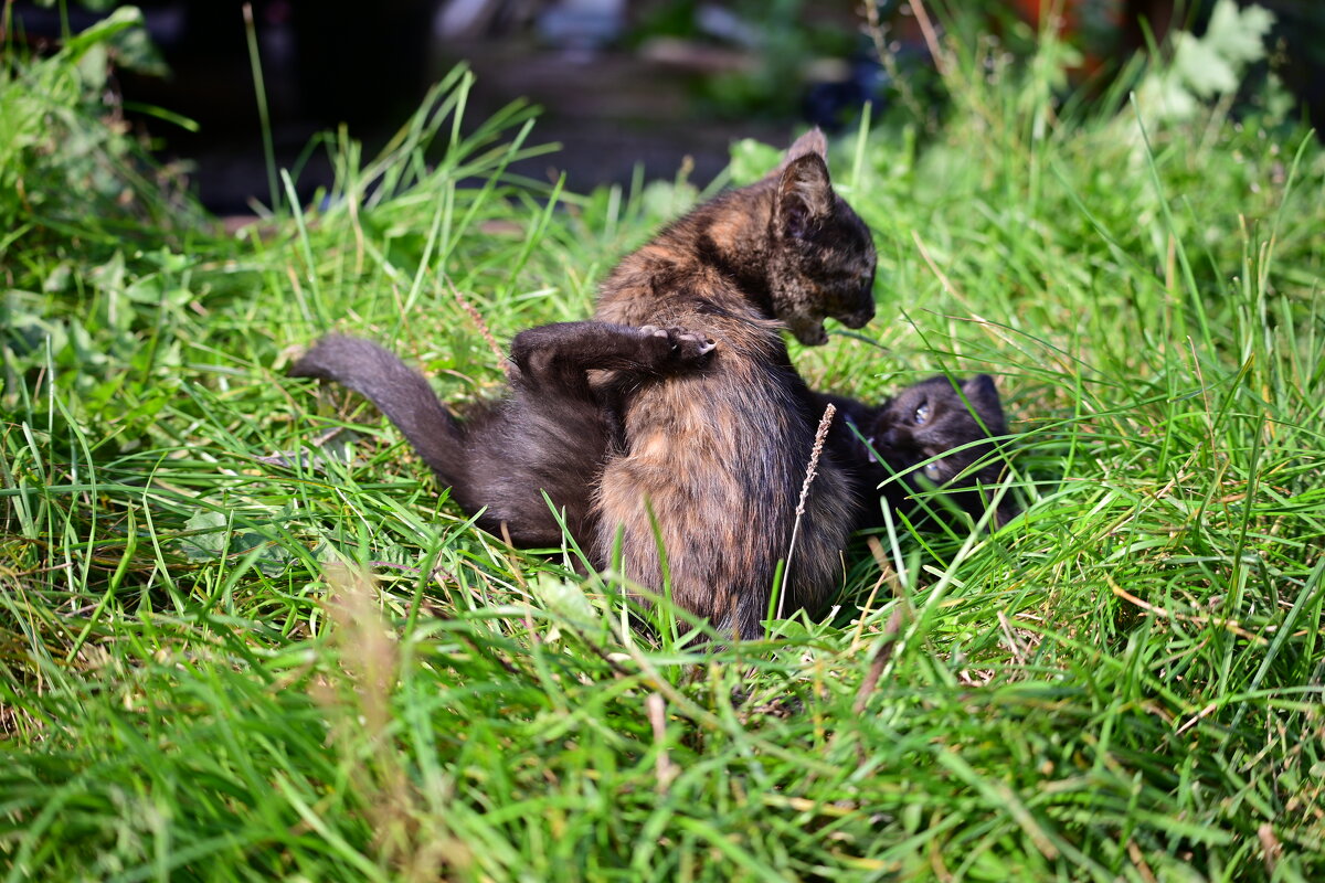 *** - Владислав Левашов