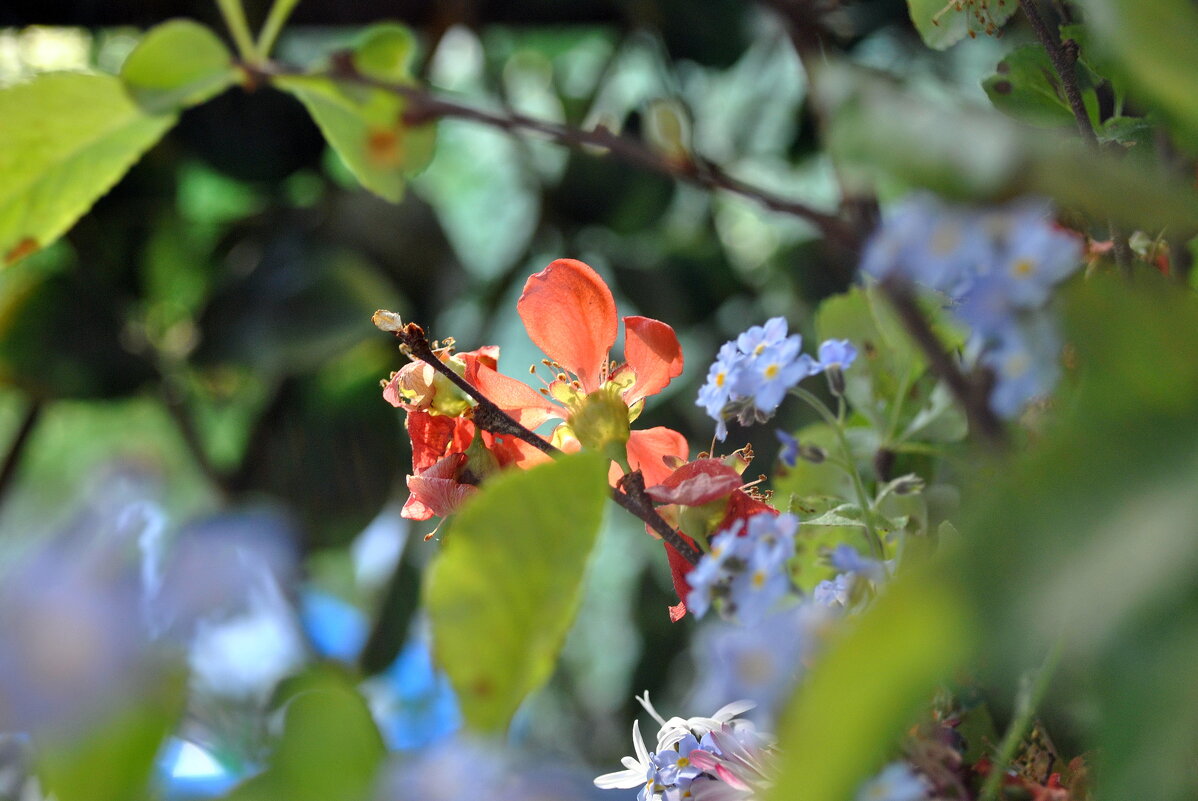 Летнее настроение - AleksSPb Лесниченко